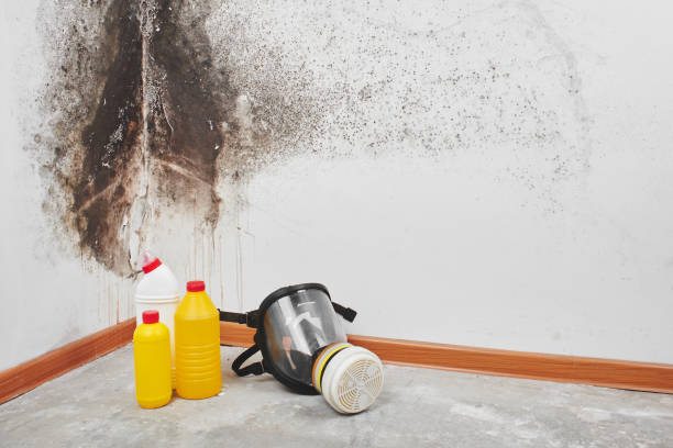 Best DIY Mold Remediation Support Services in Del City, OK