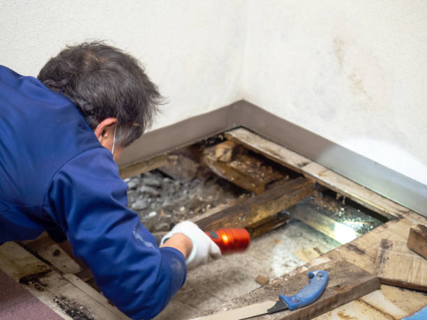 Best Crawl Space Mold Remediation in Del City, OK