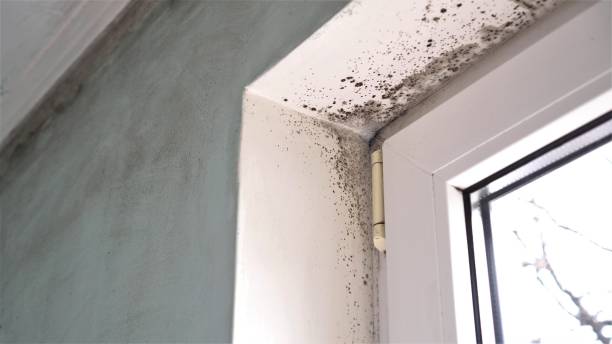 Best Insurance-Related Mold Remediation in Del City, OK