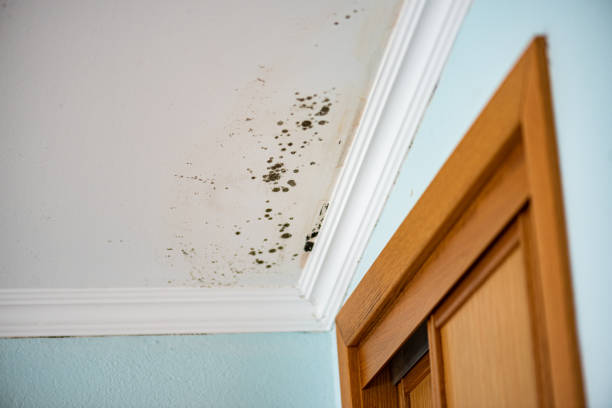 Best Emergency Mold Remediation in Del City, OK