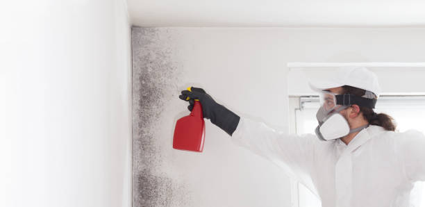 Best Attic Mold Remediation in Del City, OK
