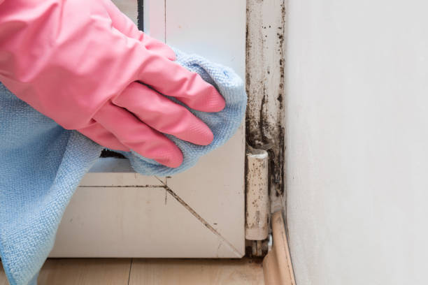 Best Residential Mold Remediation in Del City, OK