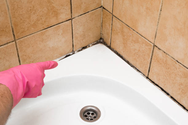 Best White Mold Remediation in Del City, OK